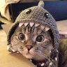 Shark Cat