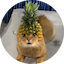 Pineapple Cat