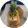 Pineapple Cat