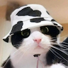 MooCat