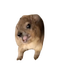 Screaming Hyrax