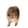 Screaming Hyrax