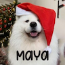 Maya