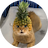 Pineapple Cat