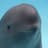 Smiling Dolphin