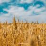 Українське зерно розбрату: чому Польща, Словаччина й Угорщина знову вдалися до ембарго 