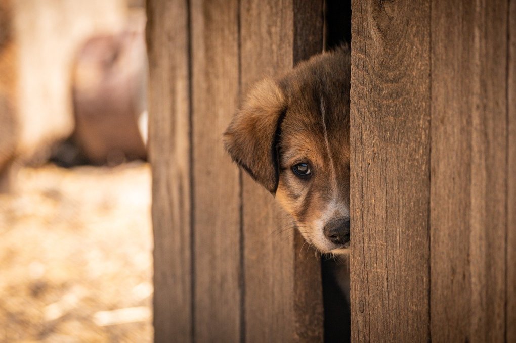притулок для тварин